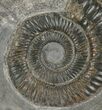 Dactylioceras Ammonite Fossil - England #100452-1